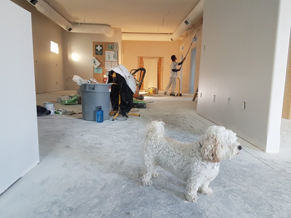 a dog in a house that is being remodeled 